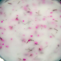 Milky Flower Builder Gel